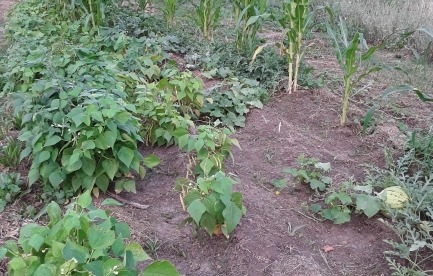 corn beans and squash growing 