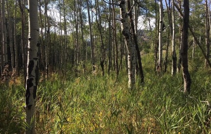 Aspen grove