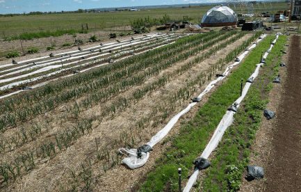 Market garden vegetable production.