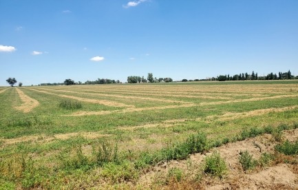 Irrigated field