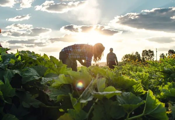 Farmers working in a field with green crops