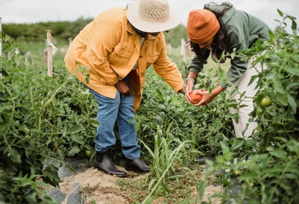 Two people in a tomato patch, bending down to pick up a tomato.
