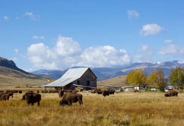 Barn in field with mountains and blue sky behind and grazing cows in the foreground.