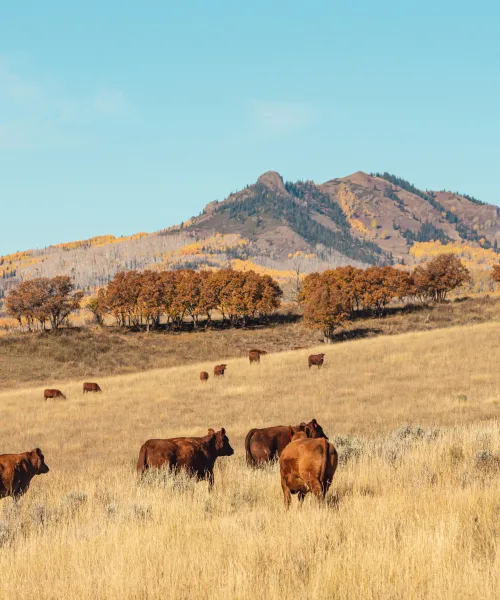 Cattle on a ranch in Colorado