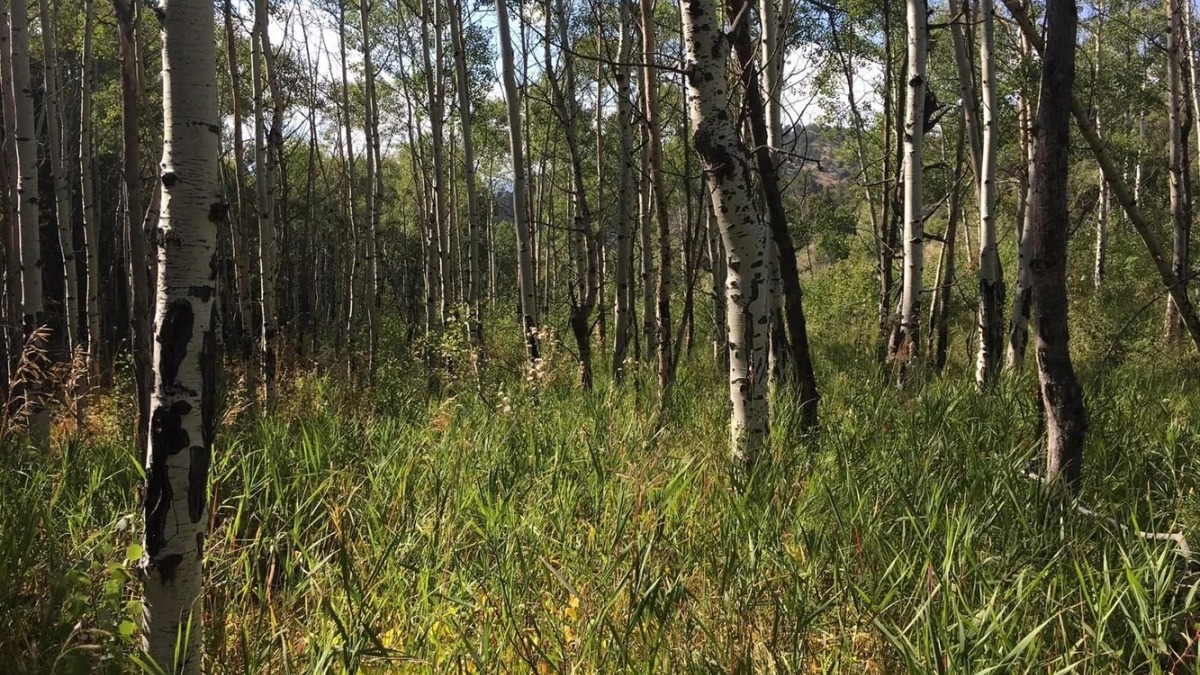Aspen grove