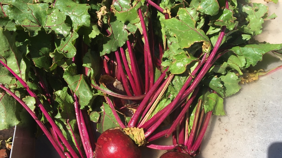 Root vegetables grown well