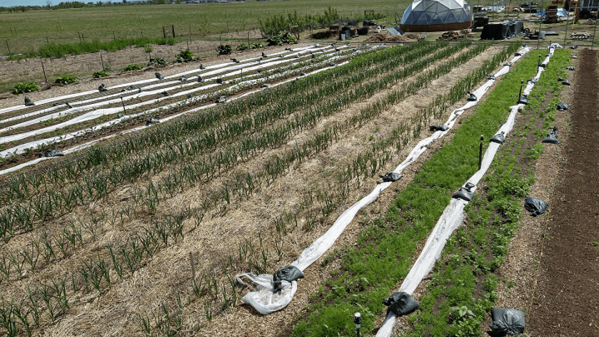 Market garden vegetable production.