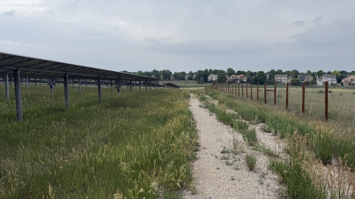 A gravel access road lined by solar panels and green lush vegetation. 