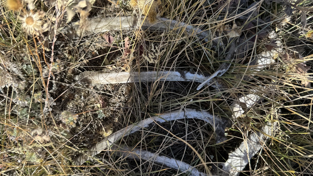 View of a peaceful meadow