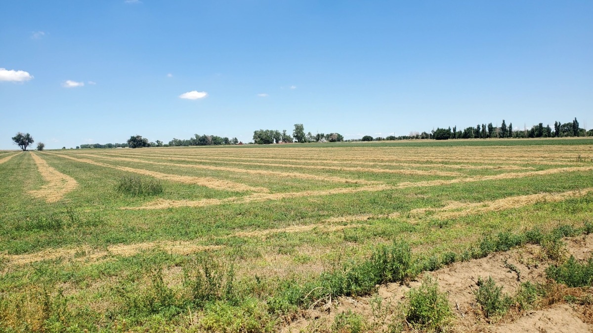 Irrigated field