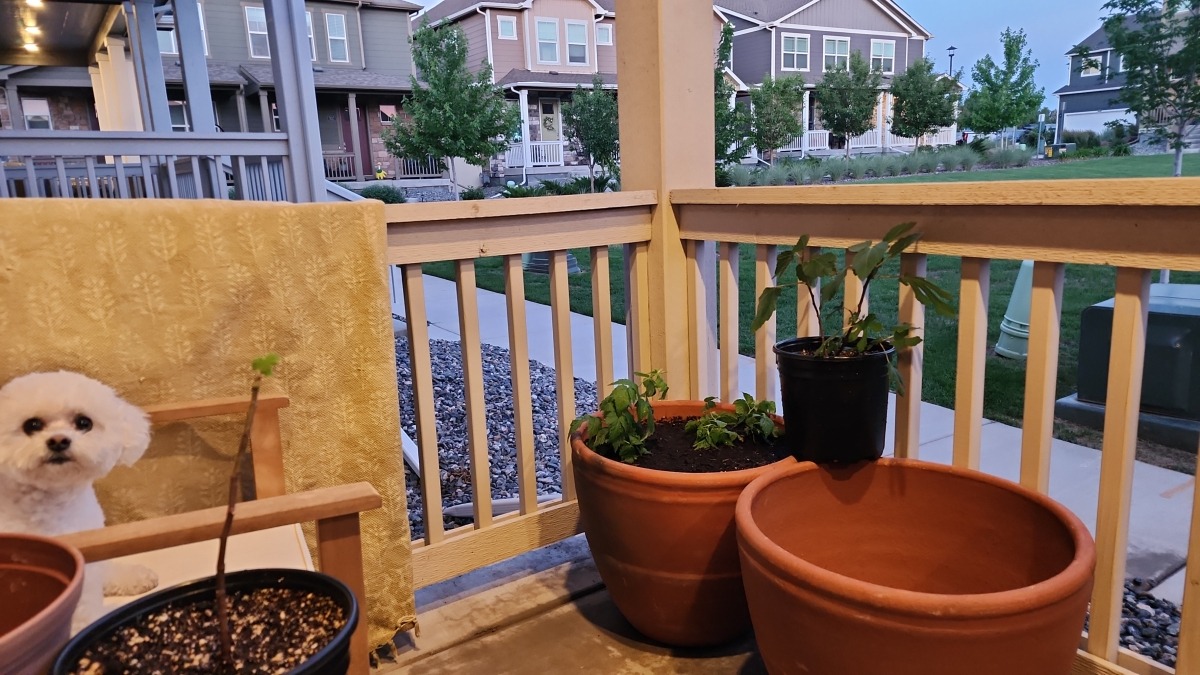 Up potting my raspberries and figs with a cute dog
