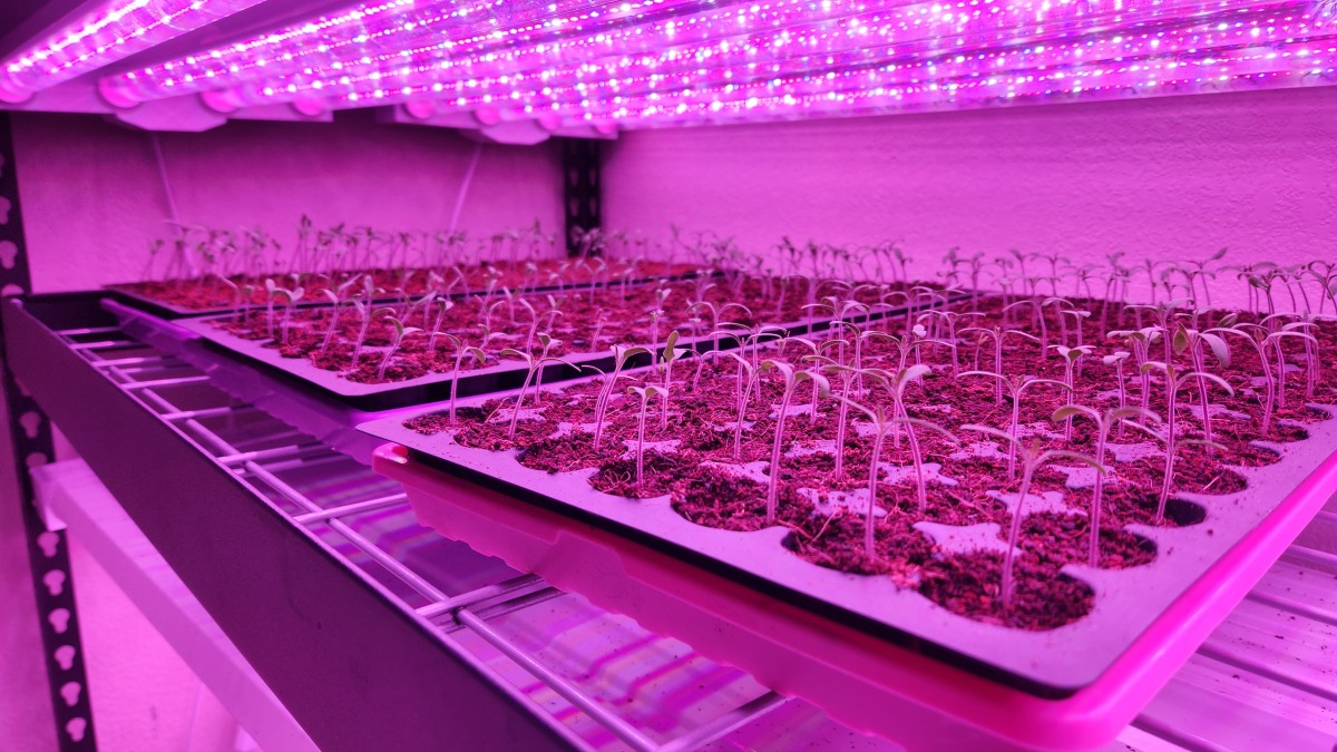 Getting plants started