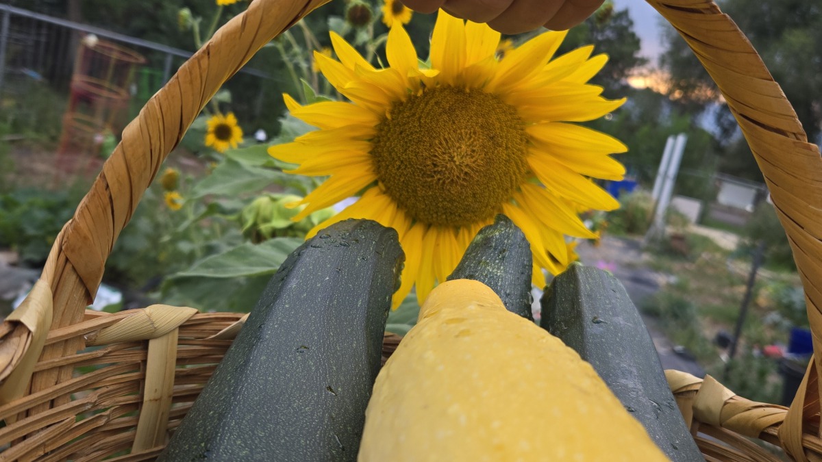 A basket of squash and zucchini