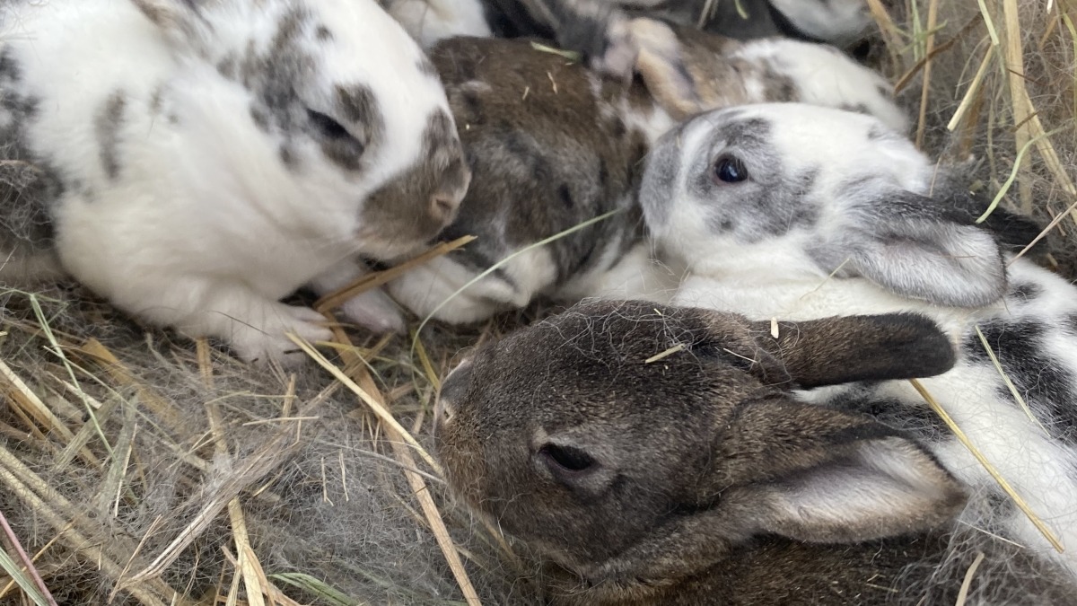 I raise REX rabbits and Silver Fox rabbits. Their bunny beans is fertilizer gold!