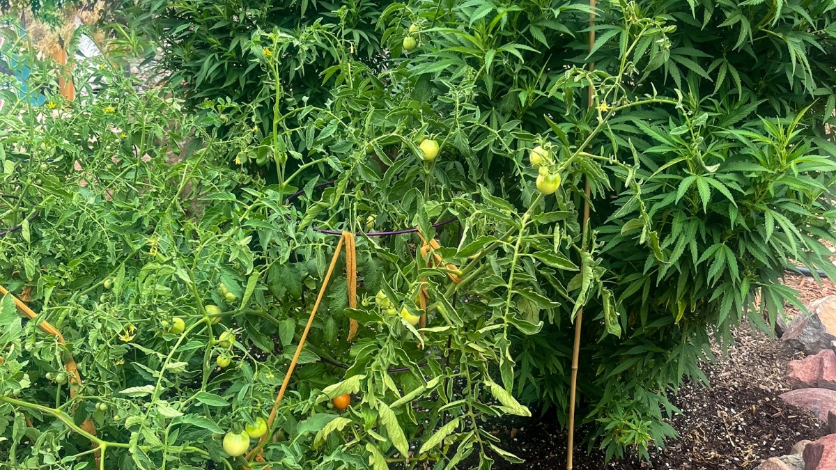 Green tomato plants producing many fruits, with clusters of tomatoes in various stages of ripening from green to just starting to turn, with healthy cannabis plants behind them.