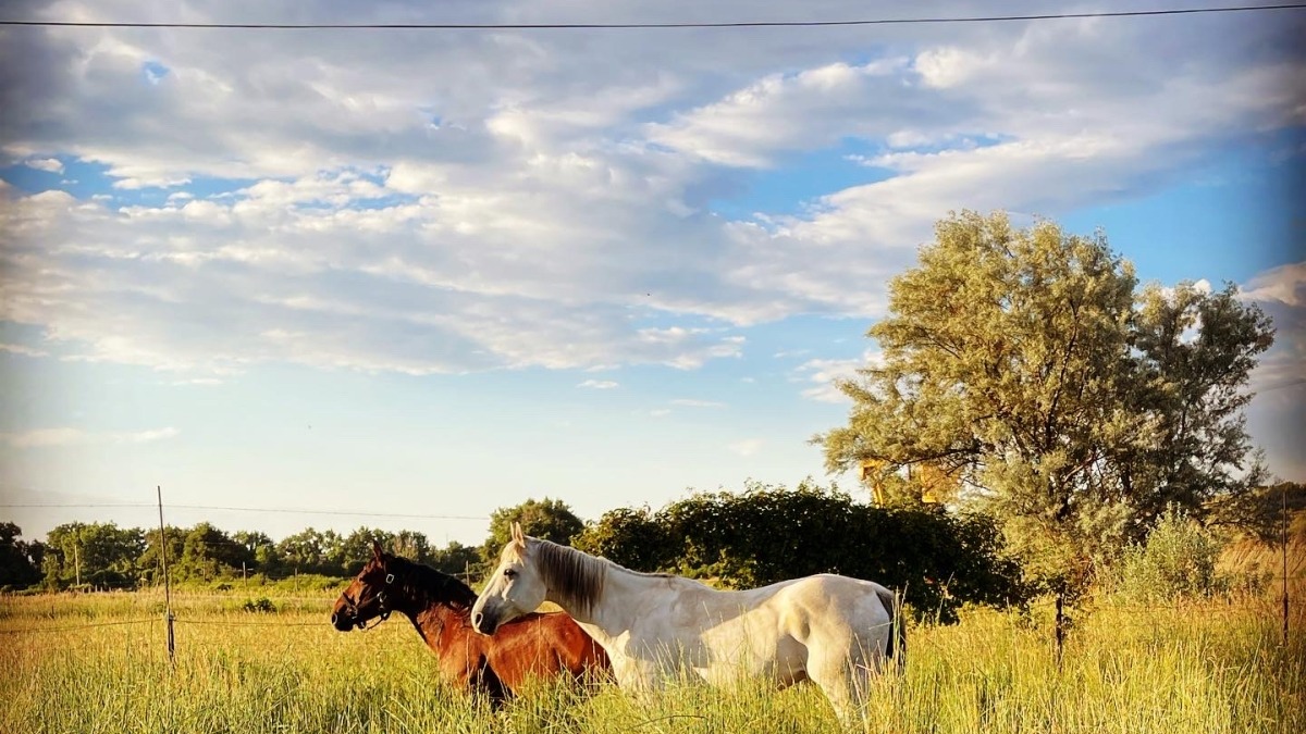 Our house pasture with our horses. 