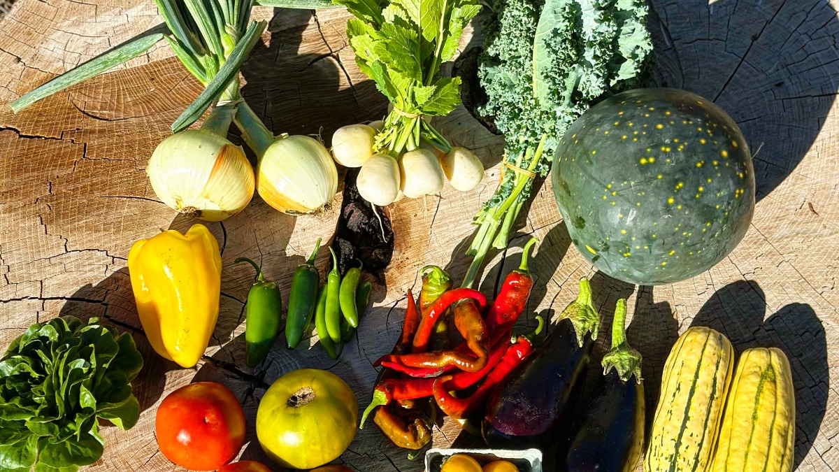 a typical CSA offering from late summer