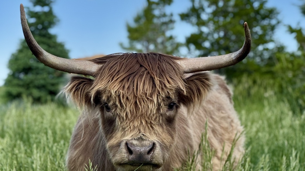 Highland cow in the grass
