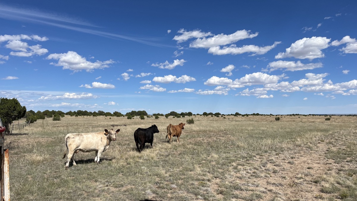 pasture in southern colorado 