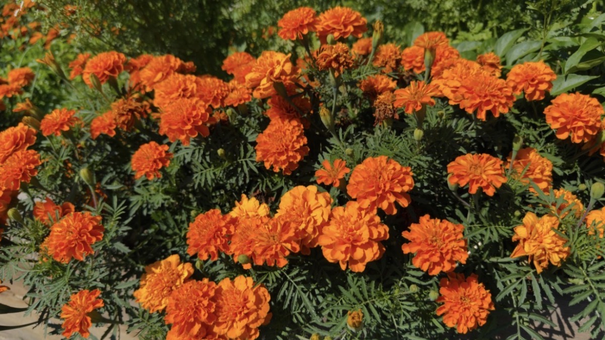 Orange marigold flowers grown as companion plants to help protect vegetable crops from pests.