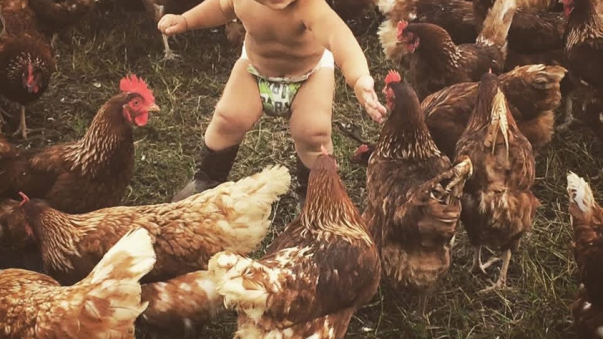 Hamish with laying hens.