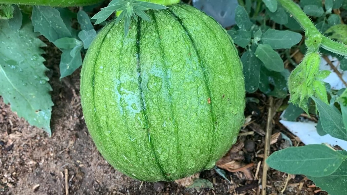 A pumpkin that I grew in my garden 