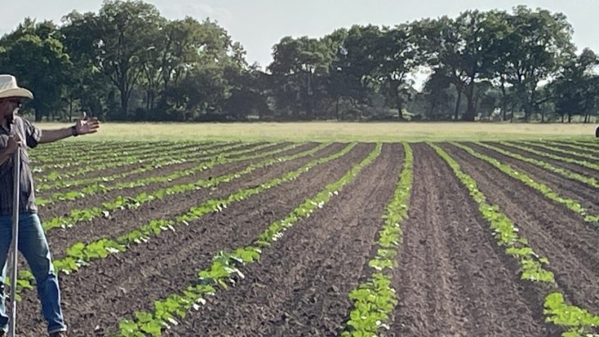 This land had been in pasture for 30 years, no plastic for weed control. 