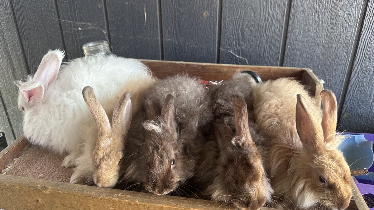 Angora Rabbits 1