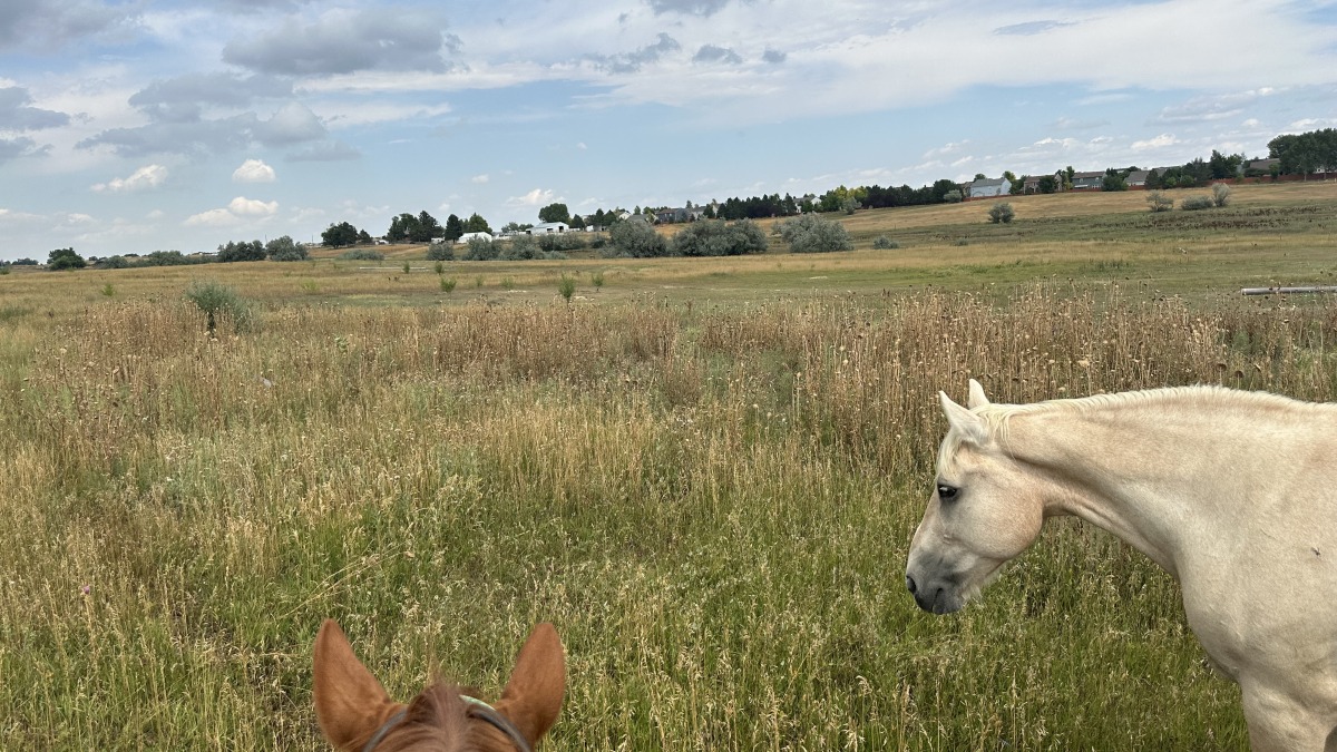 Riding out on pasture 