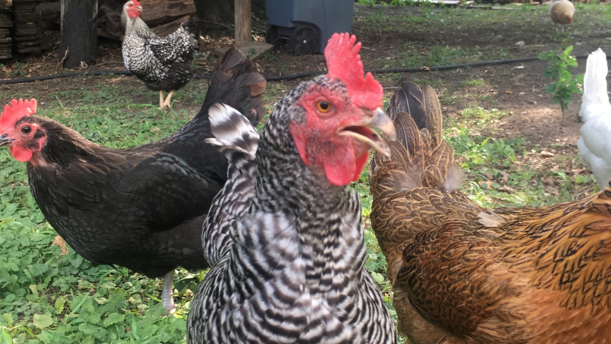 Urban backyard chickens. ~10 making eggs for the whole neighborhood! Dogs (3 at the time) trained to not eat the chickens.