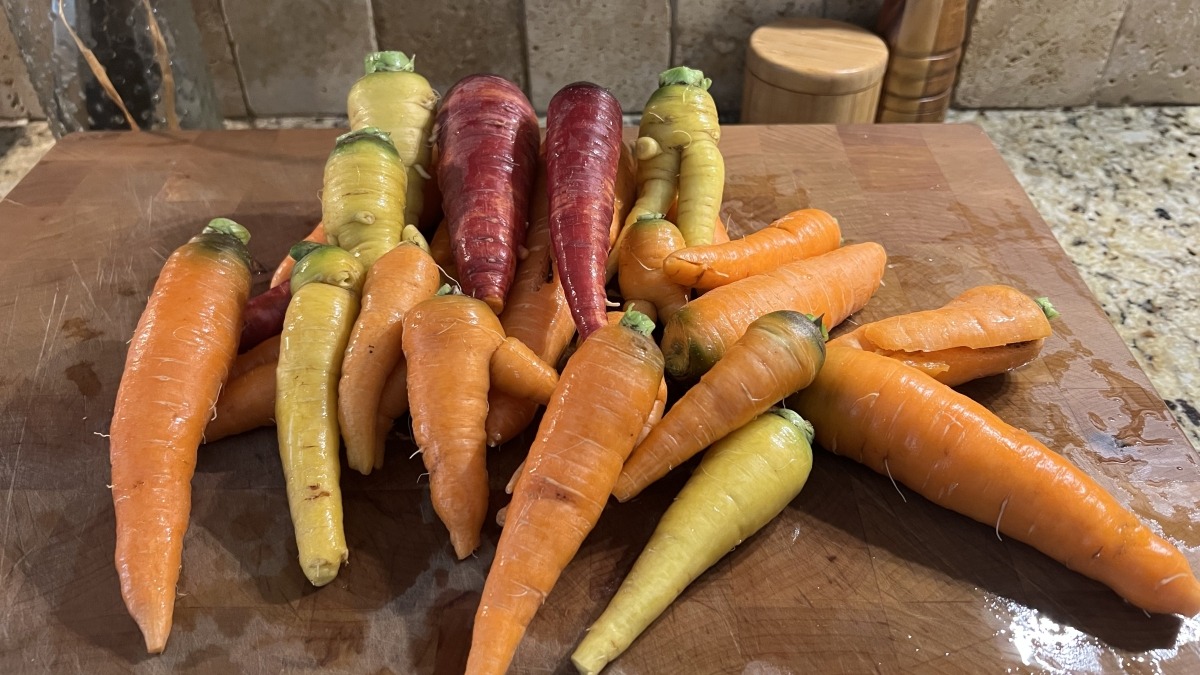 Small portion of 2024 carrot harvest.