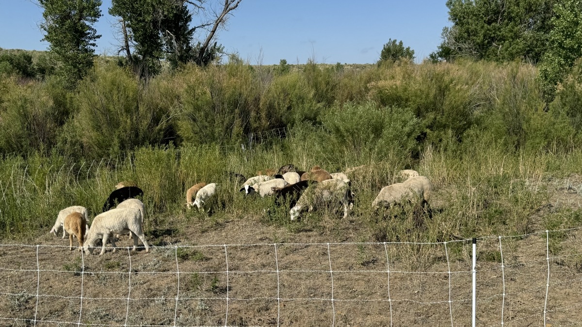 Rotating sheep along dry creek beds to knock weeds and tree shoots back