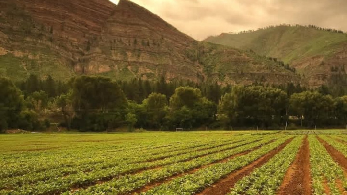 3 acres of beets for market