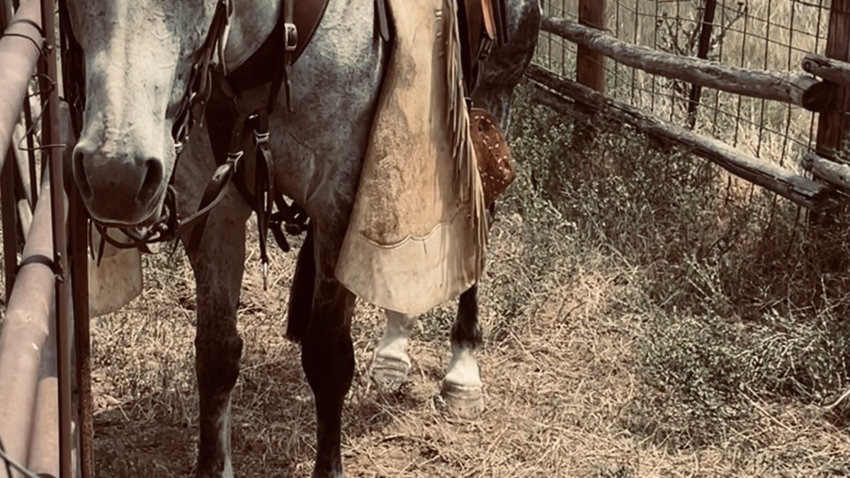 Solid ranch horse