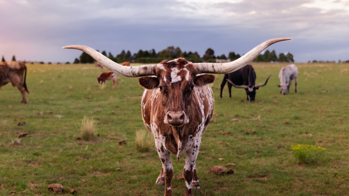 Heritage Belle Farms longhorn cow