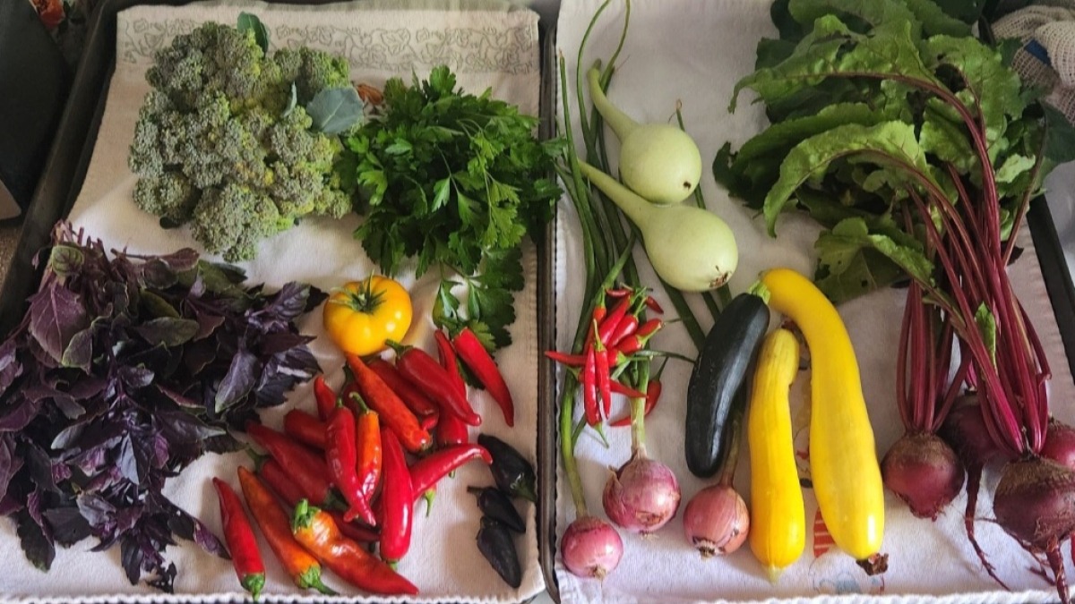 Garden harvest