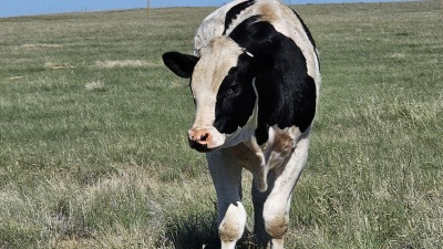Cow in one of our fields