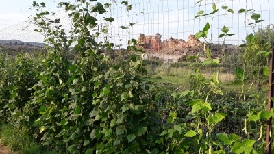 climbing beans up a trellis in front of the castle rocks