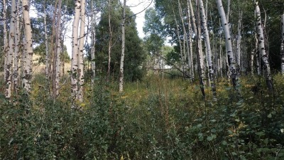 Aspen grove