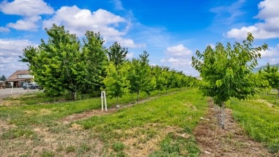 Fruit Trees