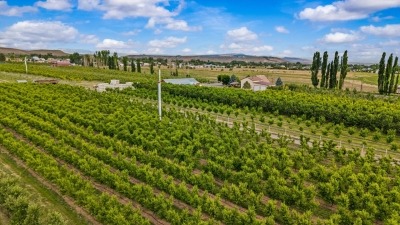 Aerial of Fruit Trees