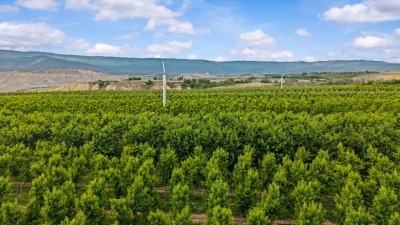 Fruit Trees