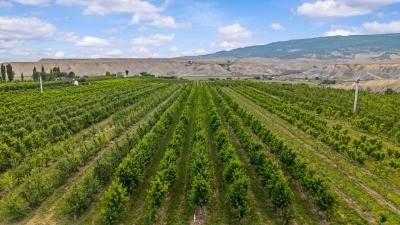 Fruit Trees