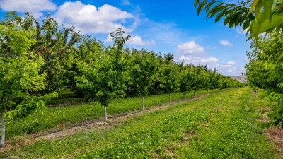 Photo of Trees