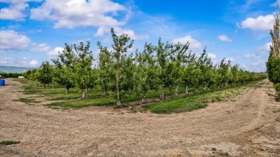 Fruit Trees