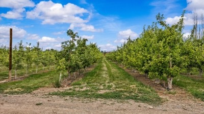 Fruit Trees