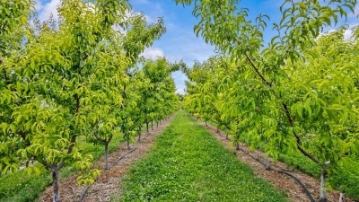 Fruit Trees
