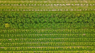 Aerial of Fruit Trees