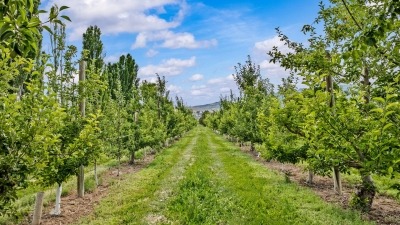 Fruit Trees