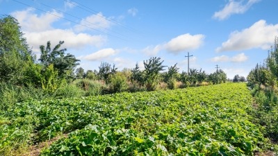 Lush field of pumpkin